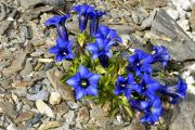 Gentiana angustifolia